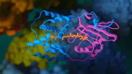 Scientists shed light on the mechanism of photoactivation of the orange carotenoid protein