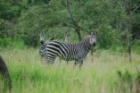 Scientists solve the riddle of zebras stripes