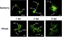 Scientists study co-evolutionary relationship between rust fungi and wheat and barberry