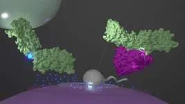 Scientists successfully simulate protein complex that initiates fertilization