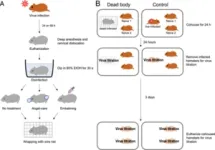 Scientists suggest guidelines to prevent SARS-CoV-2 transmission from deceased individuals 2