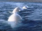 Scientists test hearing in Bristol Bay beluga whale population 2