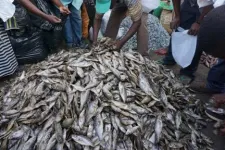 Scientists to global policymakers: Treat fish as food to help solve world hunger