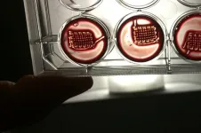 Scientists transform blood into regenerative materials, paving the way for personalized, blood-based, 3D-printed implants