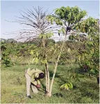 Scientists ‘turn up the heat’ on understanding coffee wilt disease which threatens our favourite daily brew