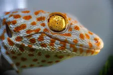 Scientists uncover auditory “sixth sense” in geckos