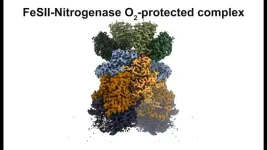 Scientists uncover key step in how diazotrophs “fix” nitrogen