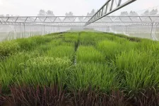 Scientists uncover new mechanism in plant cold sensing