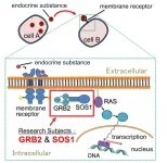 Scientists uncover workings of “batons” in biomolecular relay inside cells