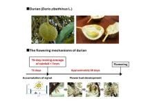 Scientists unlock secrets behind flowering of the king of fruits