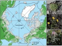 Scientists unravel evolutionary history of the Arctic flora