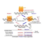 Scientists unravel key steps in the road to DNA repair