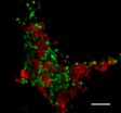 Scientists unravel the mystery of marine methane oxidation 