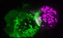 Scientists unveil surprising human vs mouse differences in a major cancer immunotherapy target 2