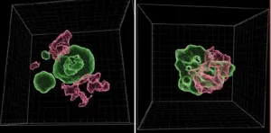 Scientists unveils key role of “selfish DNA” in early human development