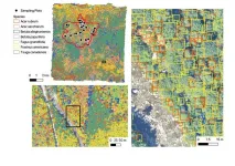 Scientists use machine learning to predict diversity of tree species in forests