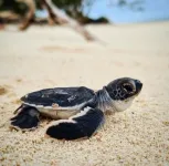 Scientists use tiny ‘backpacks’ on turtle hatchlings to observe their movements