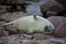 Scientists warn: The grey seal hunt is too large 2