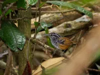 Scientists will tune-in to the sound of the Amazon to discover how climate change and human disturbance are affecting tropical forest animals