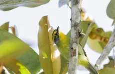 Scientists will tune-in to the sound of the Amazon to discover how climate change and human disturbance are affecting tropical forest animals 2