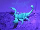 Scorpions are master architects, according to new research from Ben-Gurion University 2