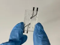 Screen printed electrodes for measuring endothelial barrier integrity