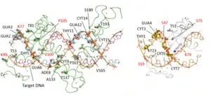 Scripps Research chemists develop new method for making gamma chiral centers on simple carboxylic acids 2