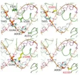 Scripps Research chemists develop new method for making gamma chiral centers on simple carboxylic acids 3