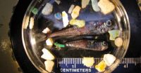 Scripps study finds plastic in 9 percent of garbage patch fishes