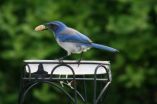 Scrub jays react to their dead