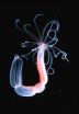 Sea anemone is genetically half animal, half plant