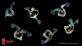 Sea butterflies already struggle in acidifying Southern Ocean