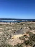 Sea lion camera crews help researchers explore previously unmapped ocean habitats