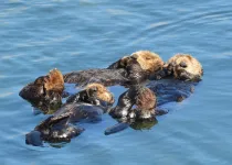 Sea otters killed by unusual parasite strain