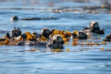 Sea otters may be key drivers of changes in Californias kelp forests, according to data spanning a century