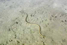 Sea snake vision evolved to regain color