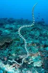 Sea snake vision evolved to regain color 2