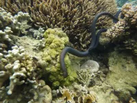 Sea snakes show their sensitive side to court potential mates