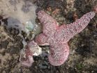 Sea star disease epidemic surges in Oregon, local extinctions expected