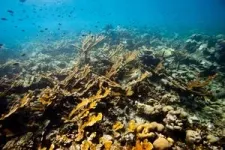 Sea surface temperature record in the southwestern Pacific: Coral colony from Fiji reveals warmest temperatures in over 600 years 2