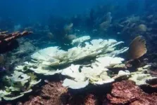 Sea surface temperature record in the southwestern Pacific: Coral colony from Fiji reveals warmest temperatures in over 600 years 3