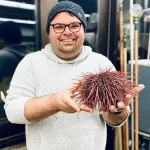 Sea urchins are struggling to ‘get a grip’ as climate change alters ecosystems 2