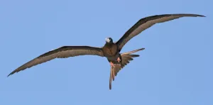 Seabird colony creates halo of depleted fish stocks