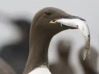 Seabirds face dire threats from climate change, human activity — especially in Northern Hemisphere