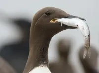 Seabirds sound alarm: Breeding success corresponds to hemispheric rates of ocean warming