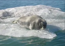 Seals stay warm and hydrated in the arctic with larger, more convoluted nasal passages