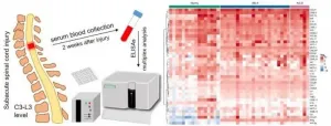 Search for biomarkers of injury severity to assist patients with spinal cord trauma