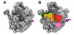 Searching for novel targets for new antibiotics