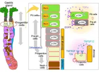 Secret of stem cells protecting the gastric mucosa