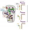 Secrets of a precision protein machine